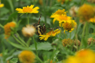625cooks2_010borderedpatchcowpendaisies.jpg