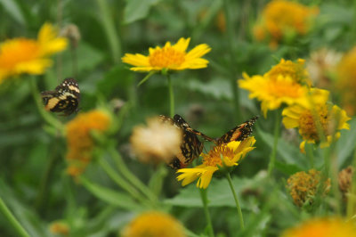 625cooks2_014borderedpatchcowpendaisies.jpg