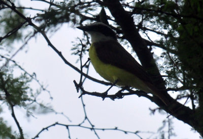 627cooks_013greatkiskadee.jpg