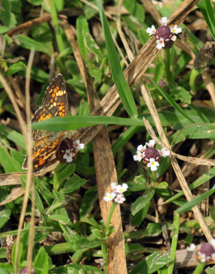 627cooks_019phaon.jpg