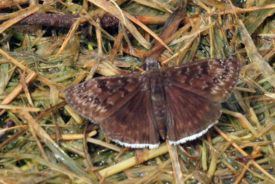 628cooks_027funerealduskywing.jpg