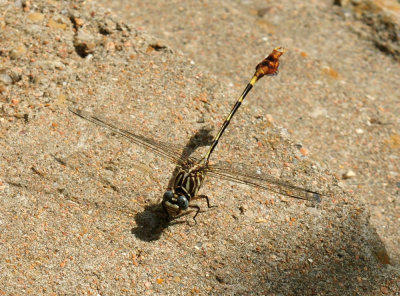 629cooks_048flagtailspinylegs.jpg