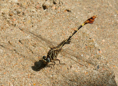 629cooks_052flagtailspinylegs.jpg