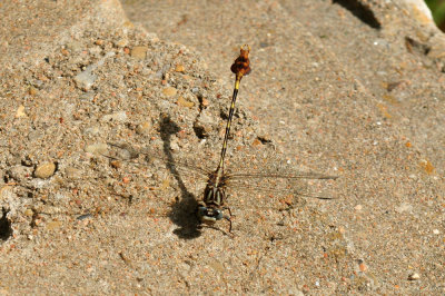 629cooks_055flagtailspinylegs.jpg