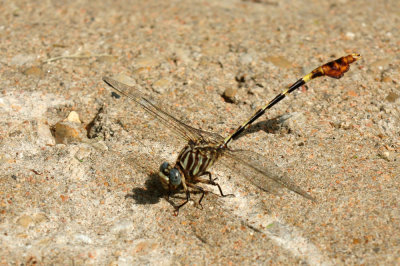 629cooks_068flagtailspinylegs.jpg