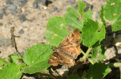 629cooks_095Texaspowderedskipper.jpg