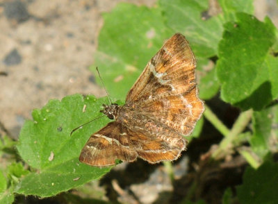 629cooks_097texaspowderedskipper.jpg