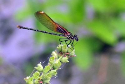 630cooks_031americanrubyspot.jpg