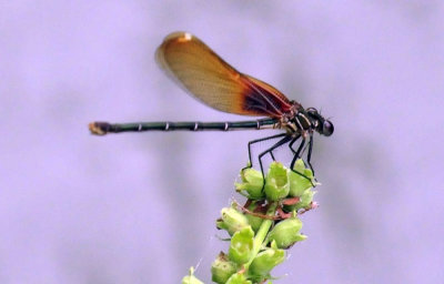 630cooks_americanrubyspot.jpg