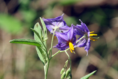 71cooks_041silverleafnightshade.jpg