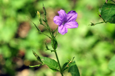 71cooks_045wildpetunias.jpg