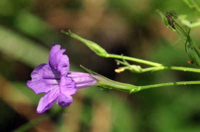 71cooks_055wildpetunia.jpg