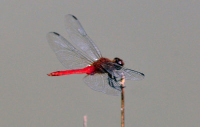 72cooks_047redtailedpennant.jpg