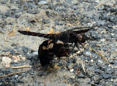 72cooks_073FilligreeSkimmer.jpg
