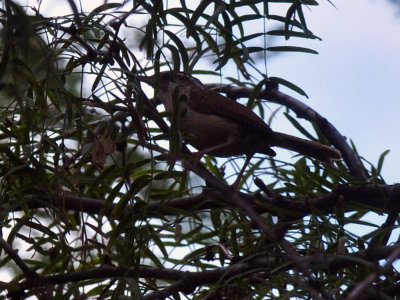 72cooks_103carolinawren.jpg