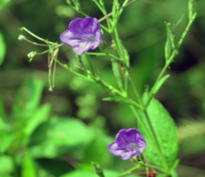 72cooks_116wildpetunias.jpg