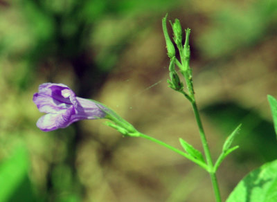 72cooks_118wildpetunia.jpg