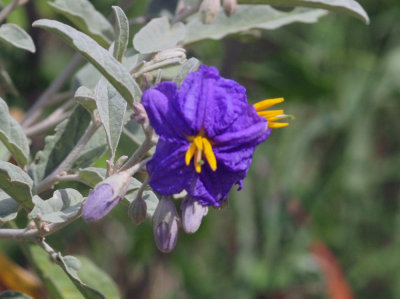 72cooks_150silverleaf.jpg