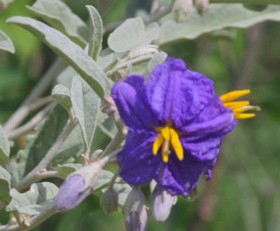72cooks_151silverleaf.jpg