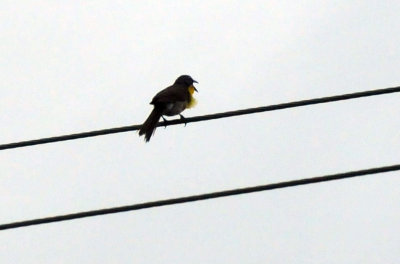 73ccooks_006yellowbreastedchat.jpg