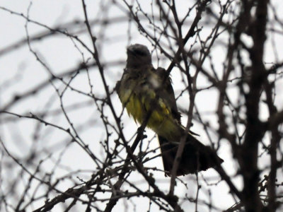 73ccooks_026westernkingbird.jpg