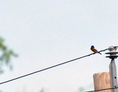 74cooks_002paintedbunting.jpg
