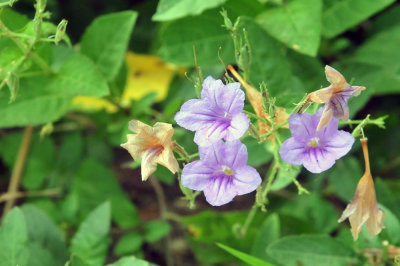 75cooks_010wildpetunias.jpg