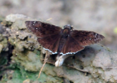 75cooks_012funerealduskywing.jpg