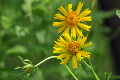 75cooks_031cowpendaisies.jpg
