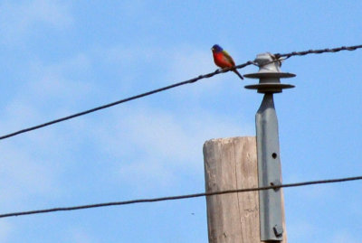 76cooks_005paintedbunting.jpg
