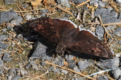 76cooks_025funerealduskywing.jpg