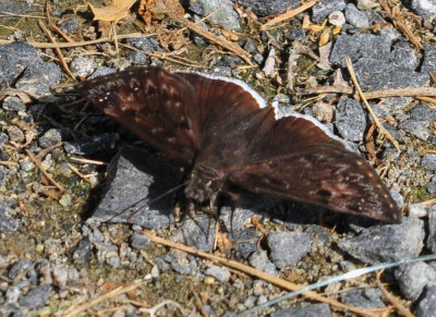 76cooks_026funerealduskywing.jpg