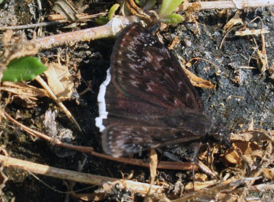 76cooks_033funerealduskywing.jpg