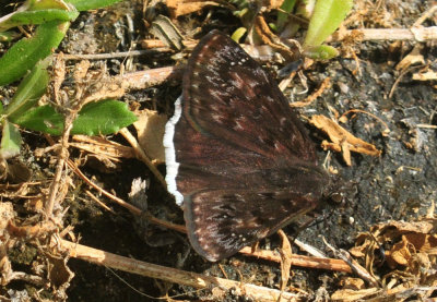 76cooks_037funerealduskywing.jpg