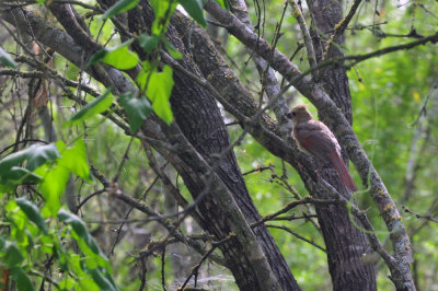 76cooks_067cardinal.jpg