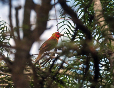 76cooks_070summertanager.jpg