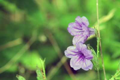 76cooks_083wildpetunias.jpg