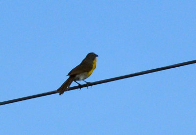 76cooks_0087yellowbreastedchat.jpg