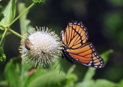 76cooks_103viceroybuttonbushbee.jpg