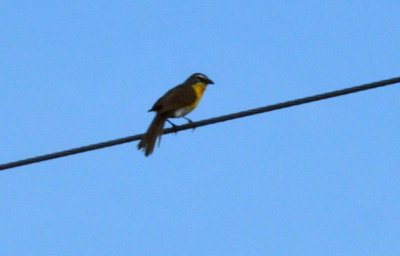76cooks_0117yellowbreastedchat.jpg