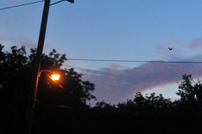712nighthawks_086lesserszzzzzz.jpg