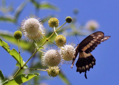 721cooks_110giantswallowtail.jpg