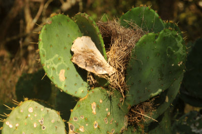 814cooks_017cactuswrennest.jpg