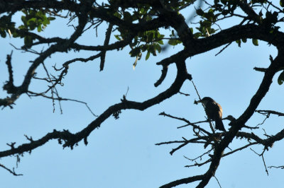 816cooks_055yellobilledcuckoo.jpg