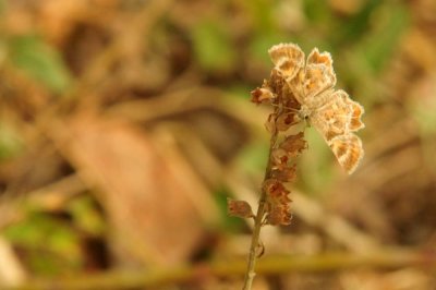 819cooks_054texaspowderedskipper.jpg