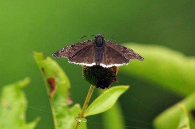 828cooks_200mourningduskywing.jpg