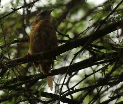 829cooks_085carolinawren.jpg