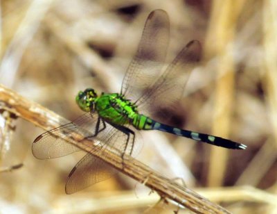 829cooks_128easternpondhawk.jpg