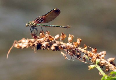 829cooks_149Americanrubyspot.jpg