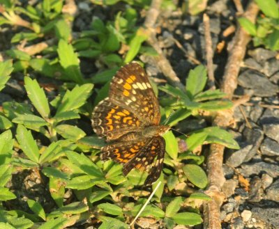 914cooks_073phaoncrescent.jpg